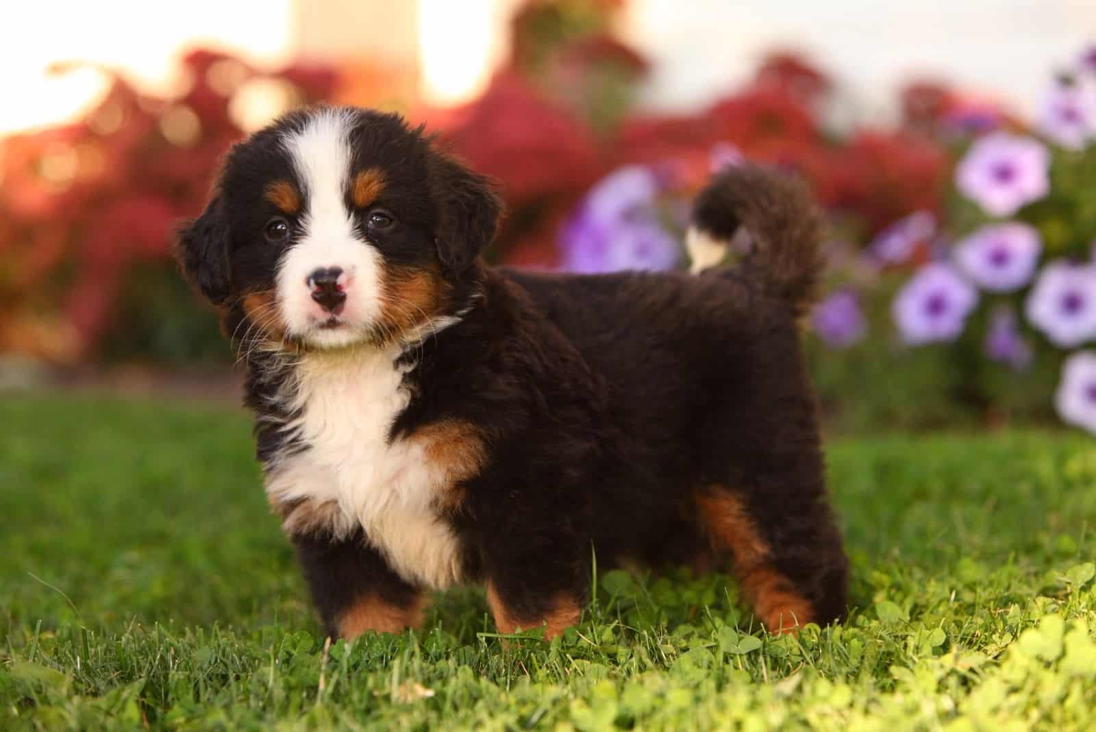 cute mini bernie puppy standing in the flower garden