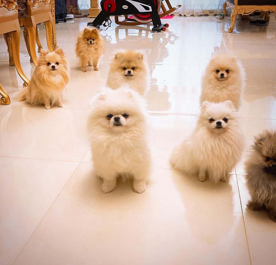 cute pomerianians dogs at home