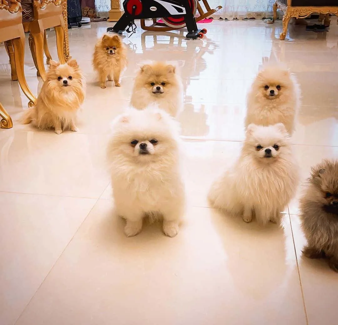 cute pomerianians dogs at home