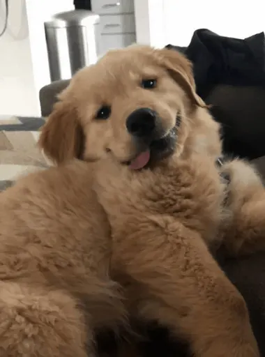 cute puppy at home