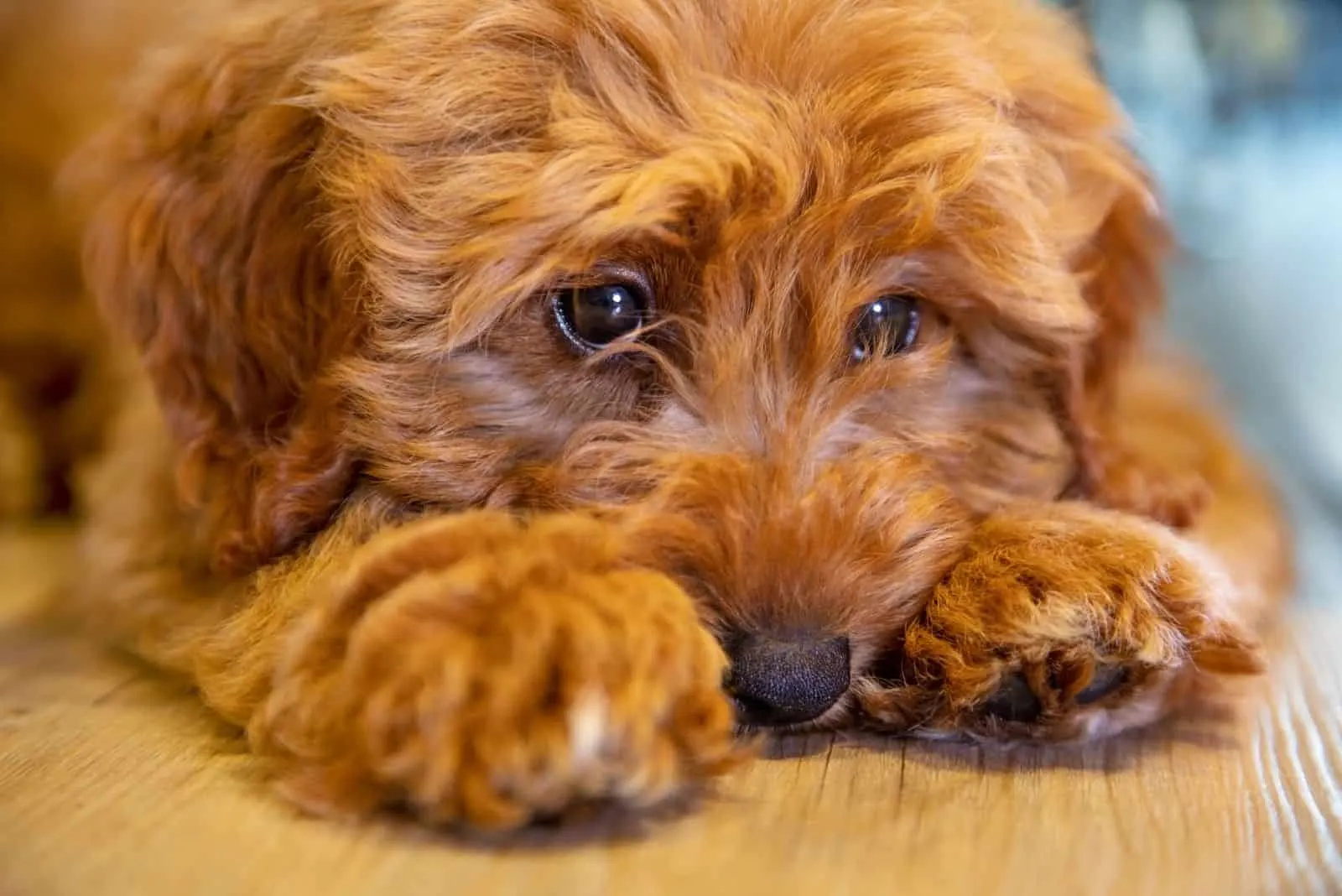 cute puppy dog looking sad 