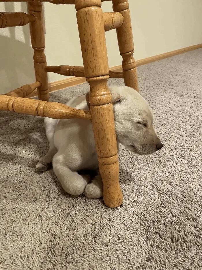 cute puppy sleeping under chair
