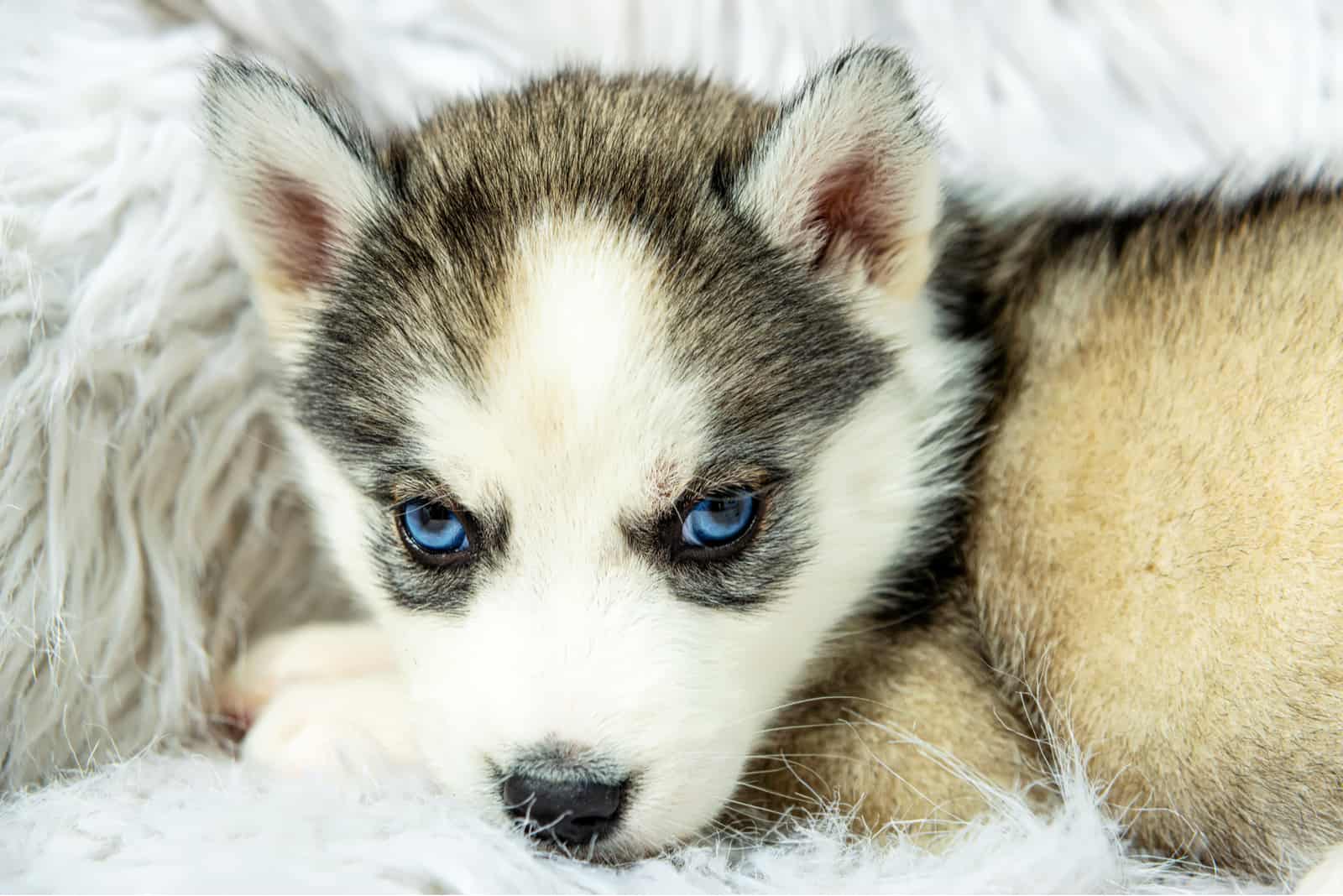 cute puppy with blue eyes