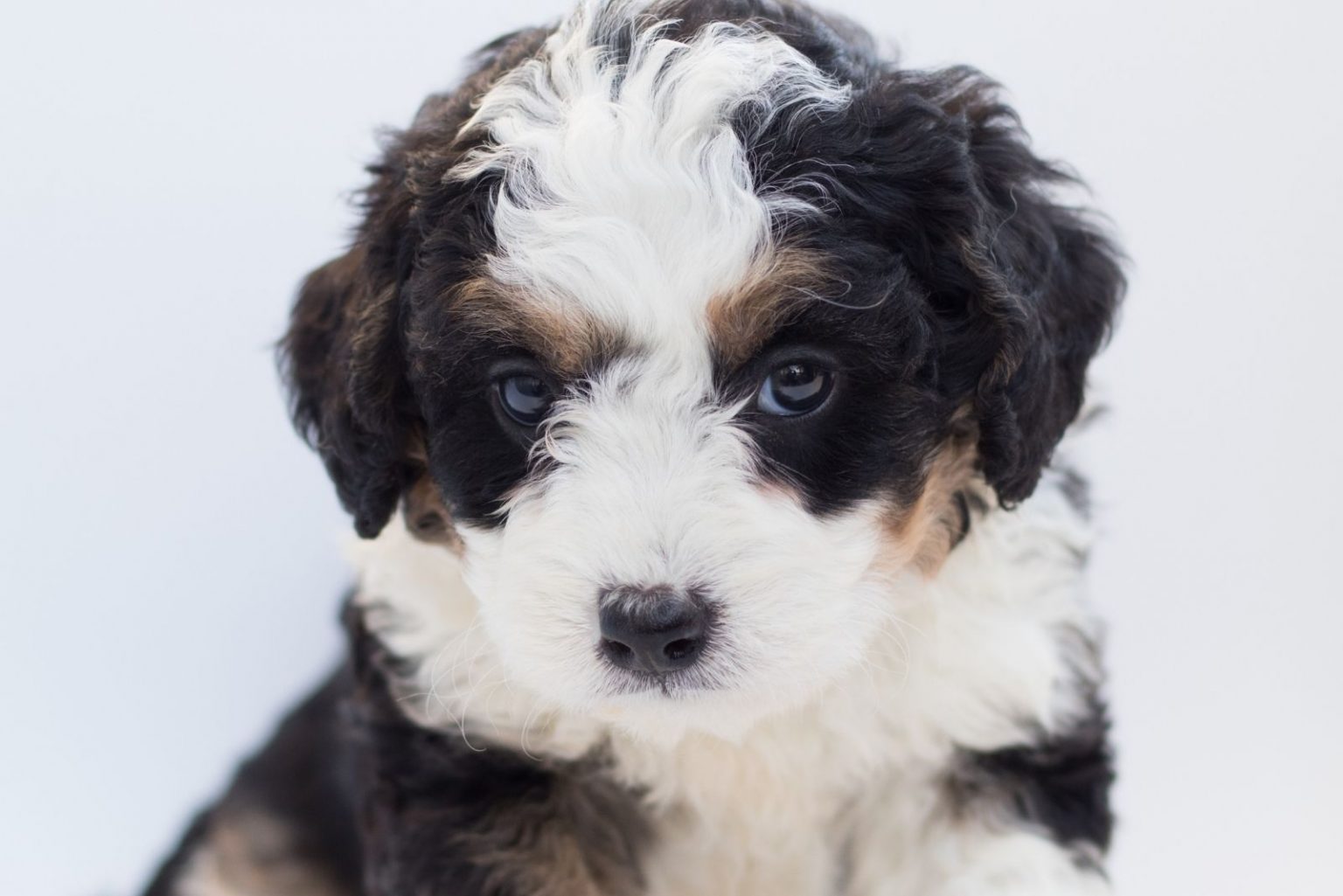 Mini Bernedoodle Revealing The Facts And Busting The Myths