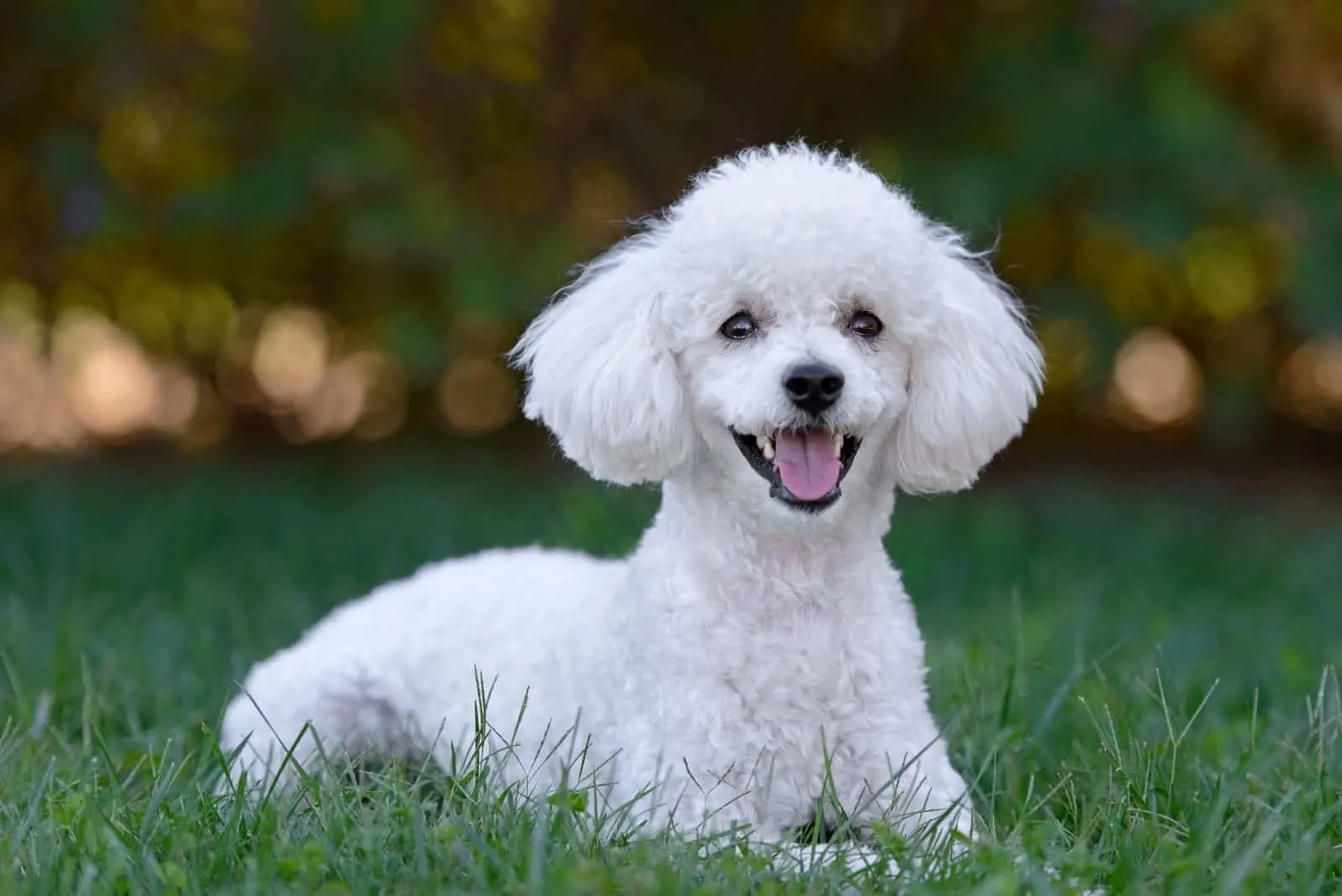 cute white poodle lying down on the ground outdoors