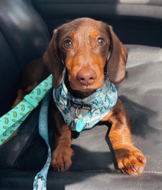 Are Dachshunds Hypoallergenic? Doxie Dogs And Allergies