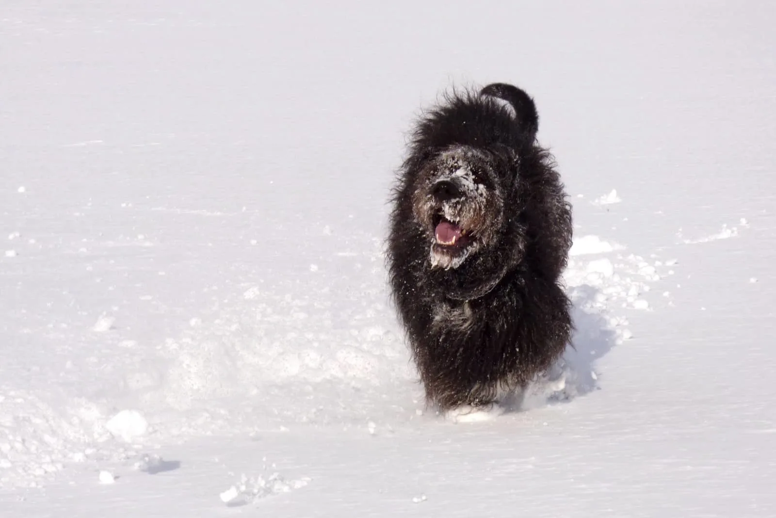 danoodle dog having fun in the snow