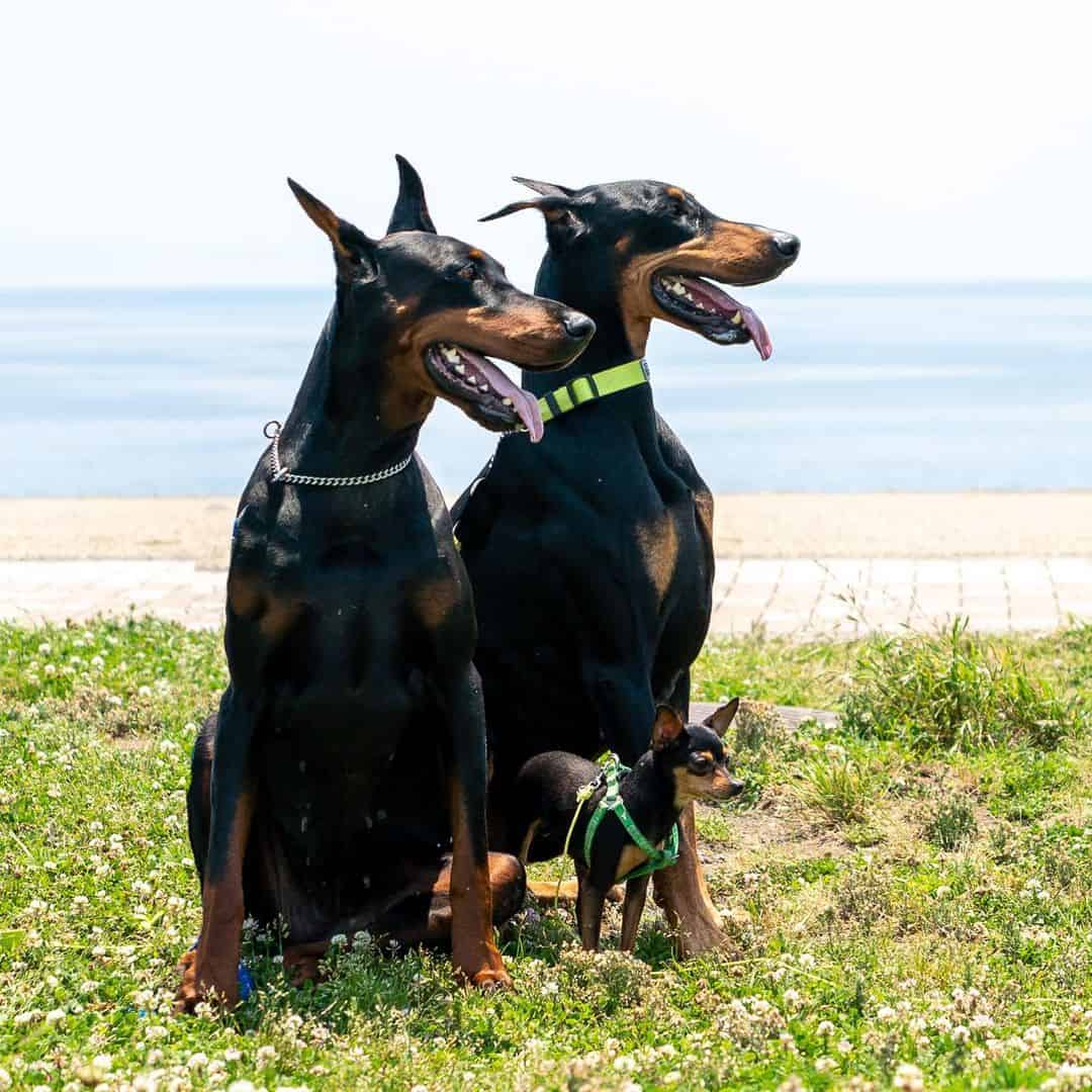 doberman dogs sitting on the grass