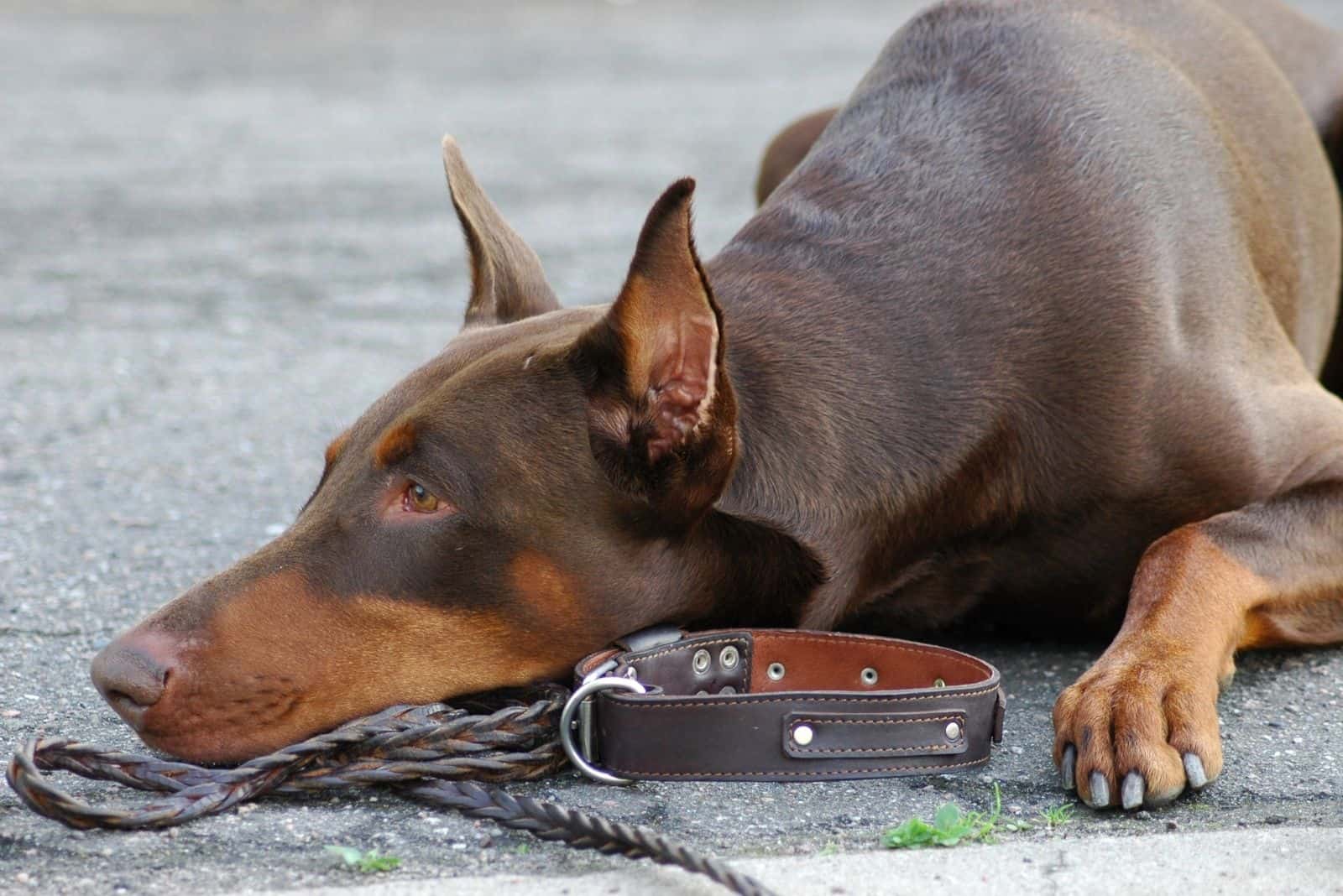 doberman in close up image lying on the cemented floor outdoors