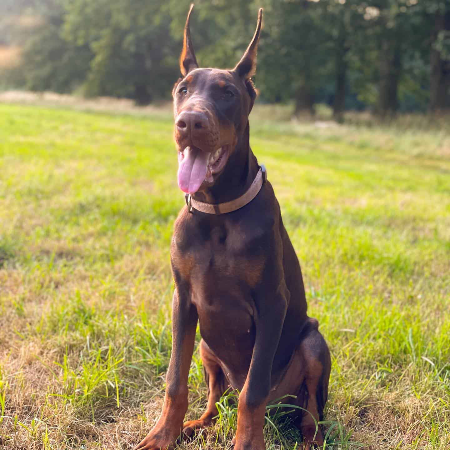 doberman in nature