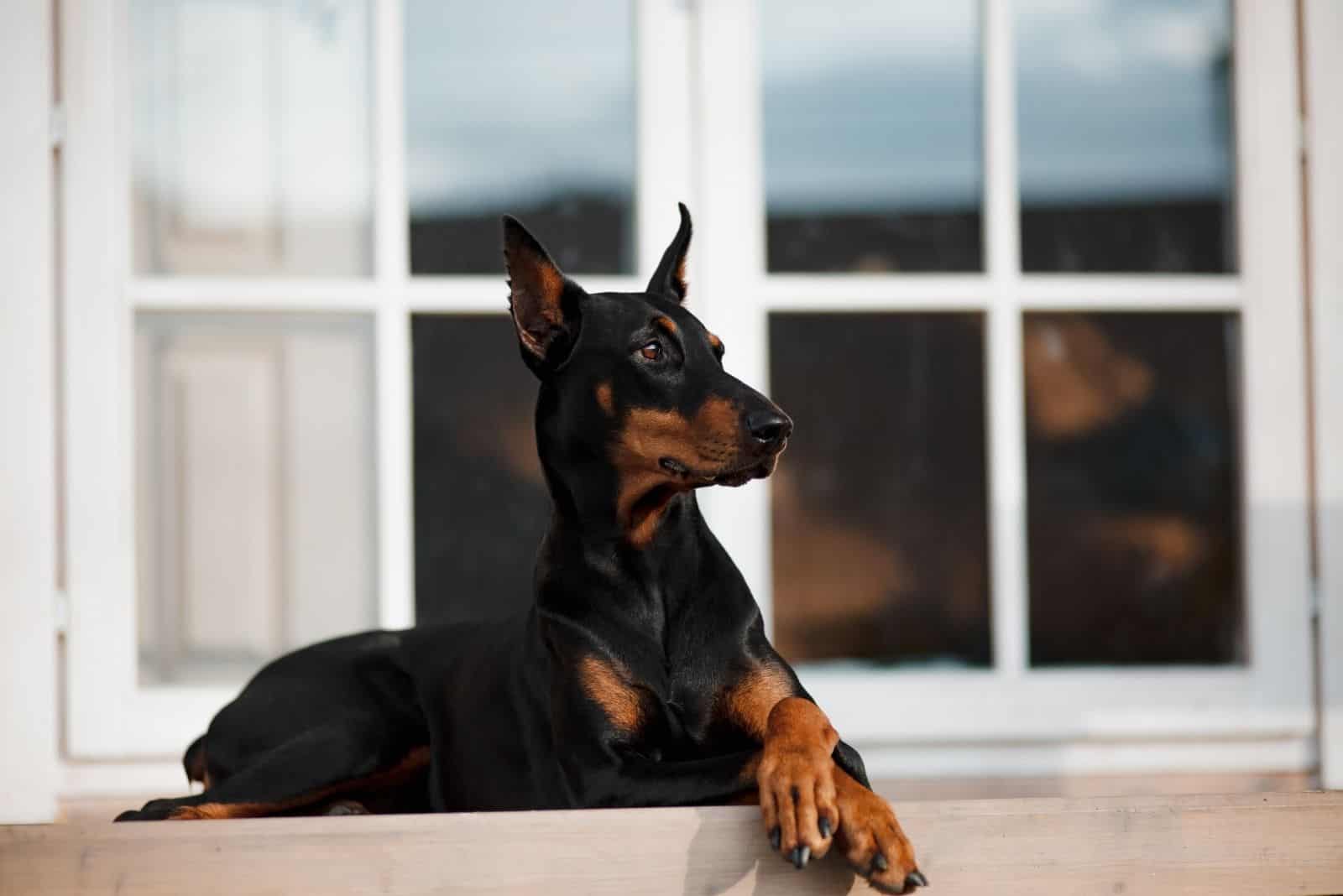 doberman lying in the porch with legs crossed
