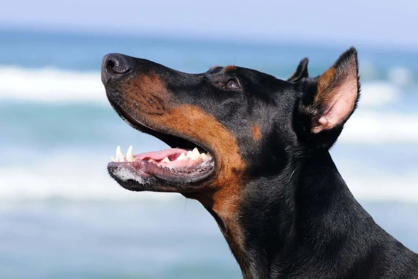 doberman pinscher looking up in sideview
