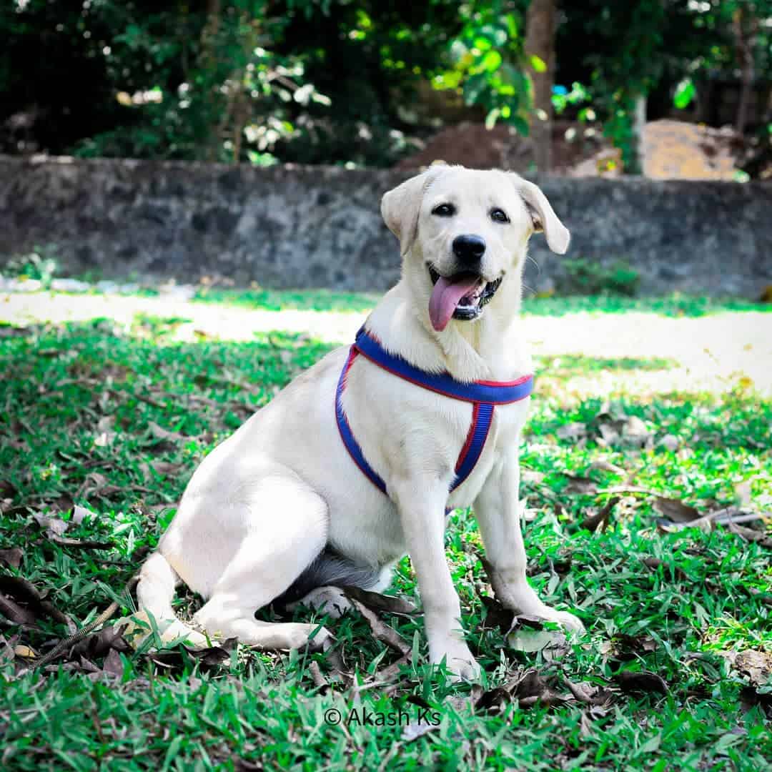 dog Labrador sitting on the grass