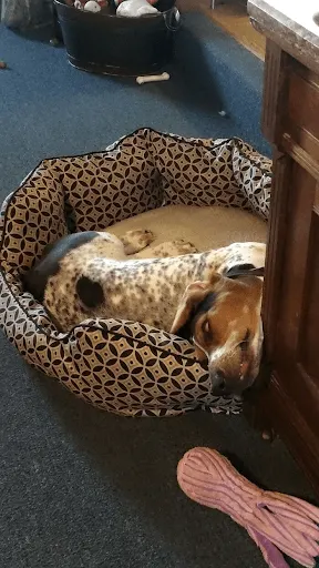 dog at home sleeping