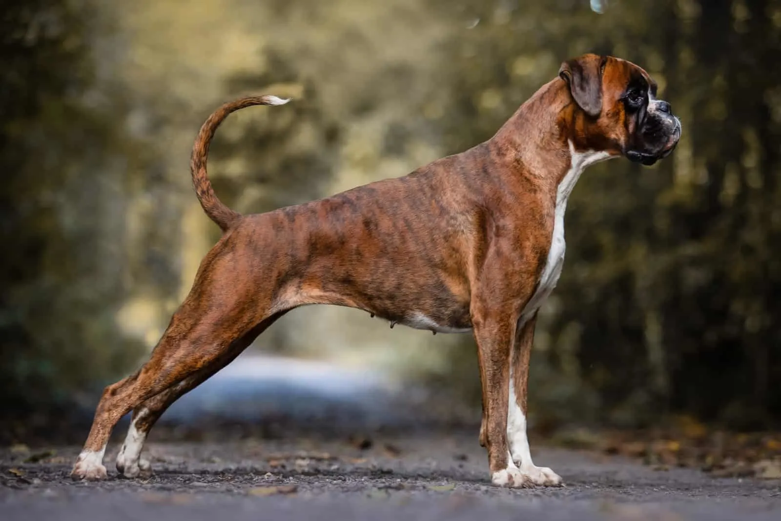 dog breed German boxer