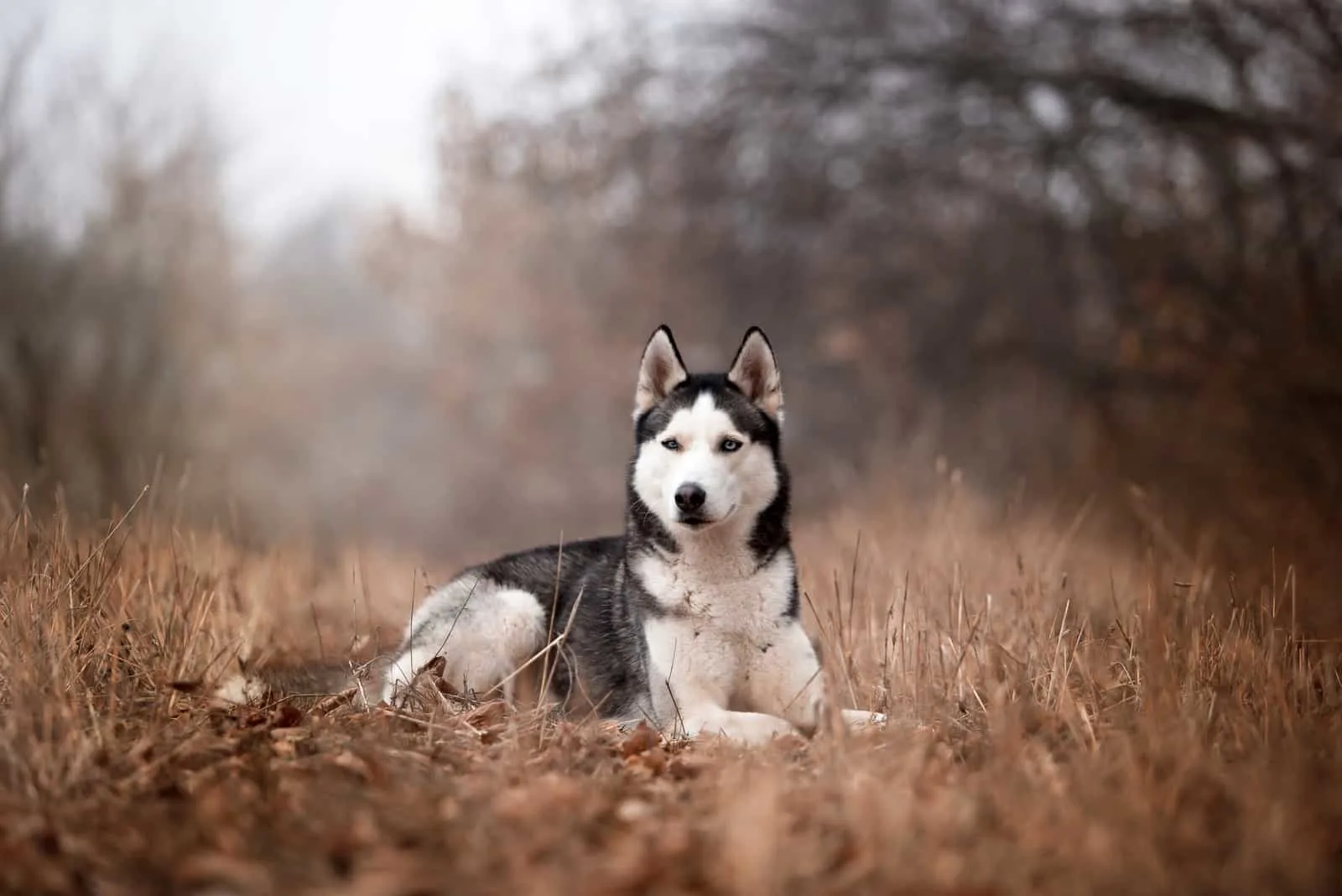 dog breed Husky in the autumn forest