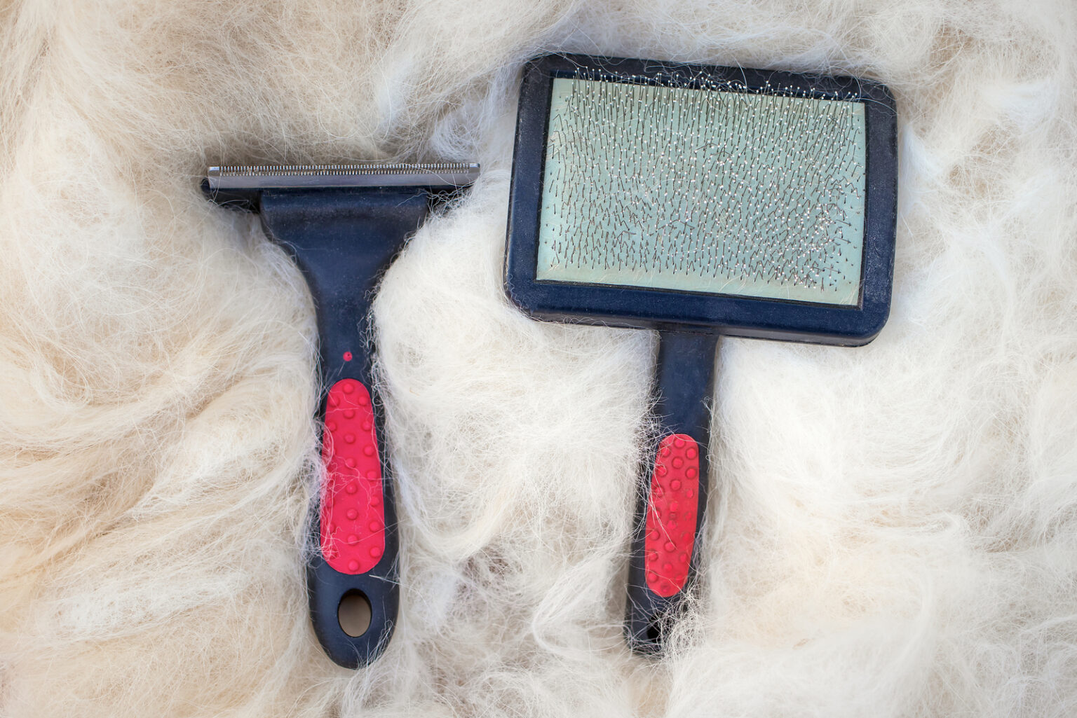 Do Bernedoodles Shed? Grooming And Care Tips