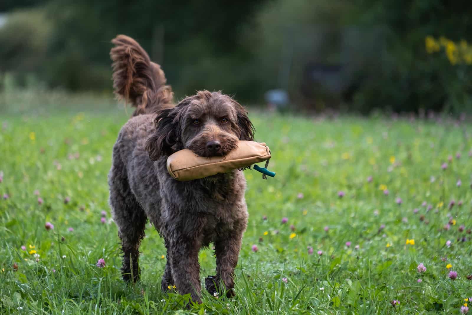 dog carries the toy in his mouth