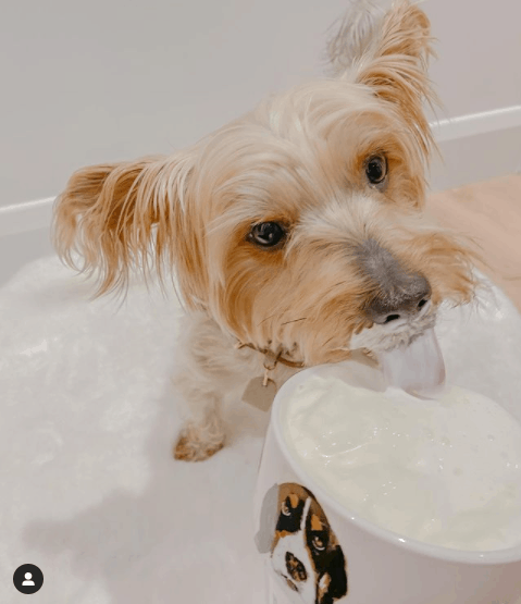 dog eating cream