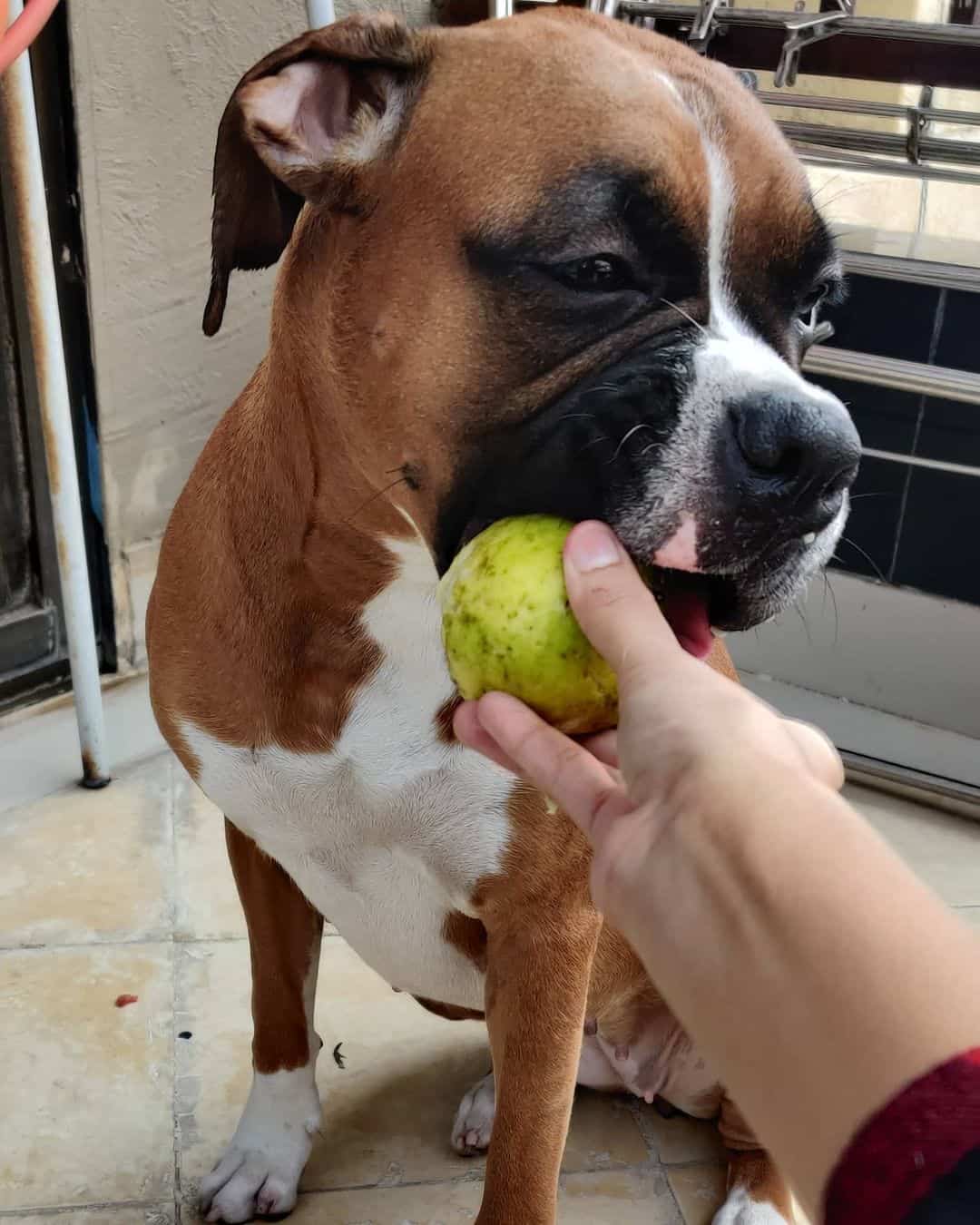 dog eating guava
