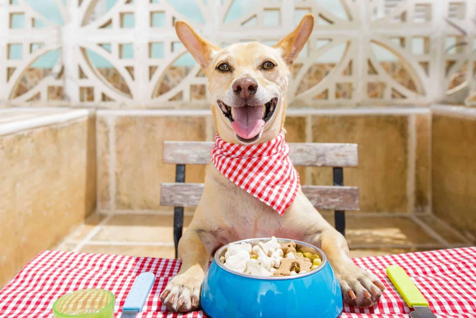 dog eating on the table on a bowl