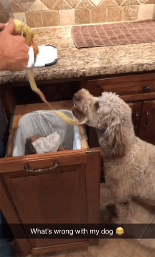 dog eating raw potato