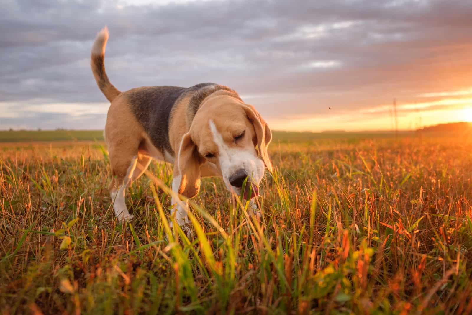 Beagle dog eats green grass while walking in the meadow