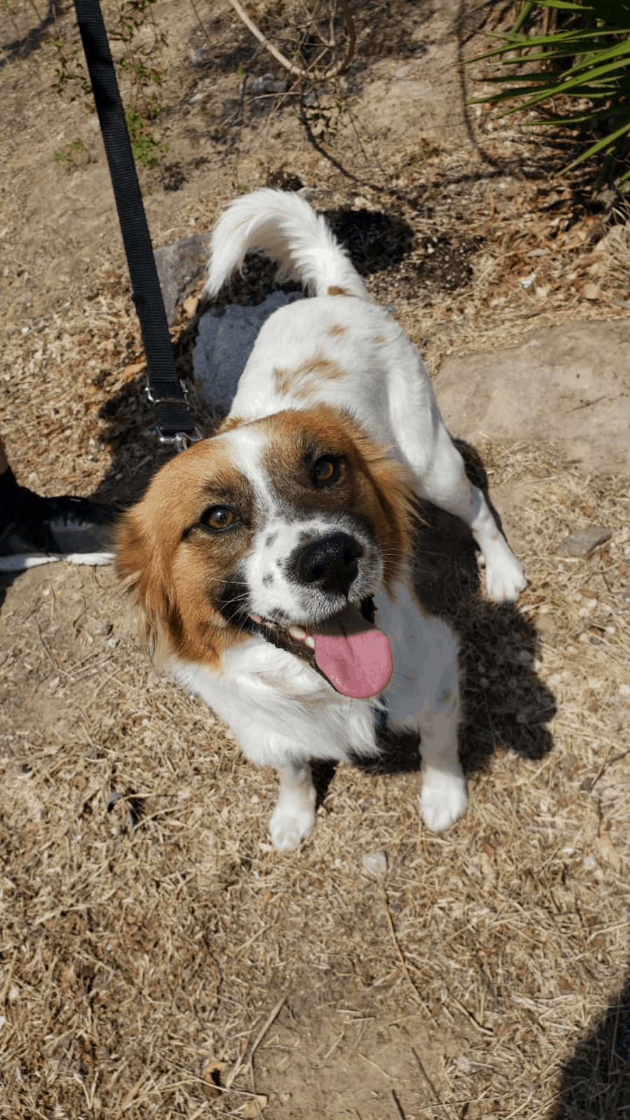 dog excited in nature