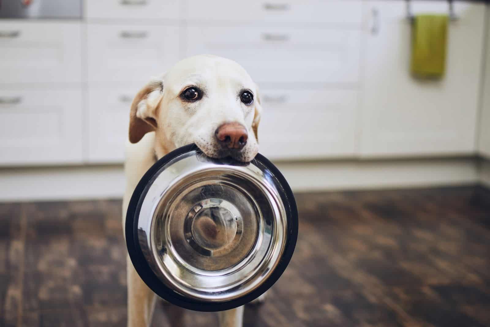 dog holding food bowl in its mouth 