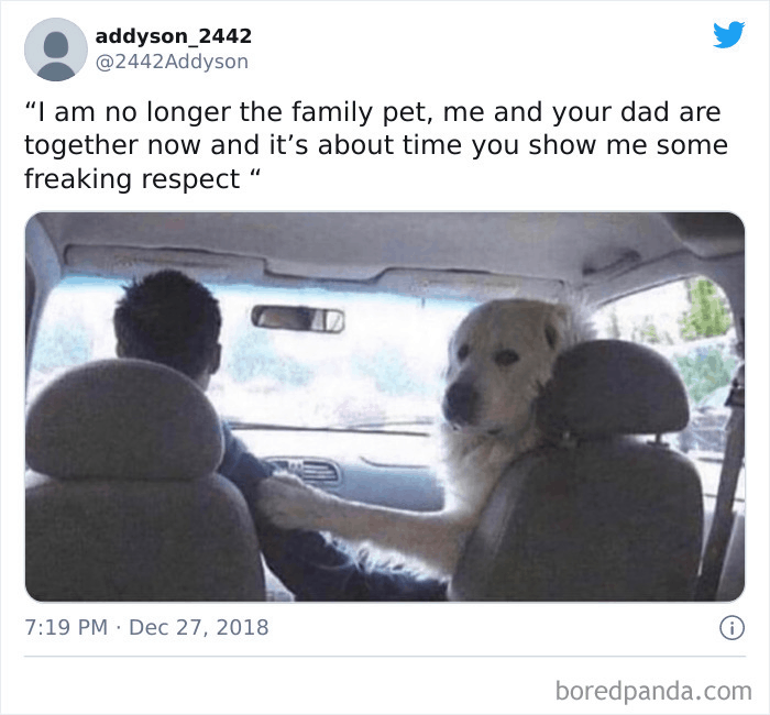 dog in car