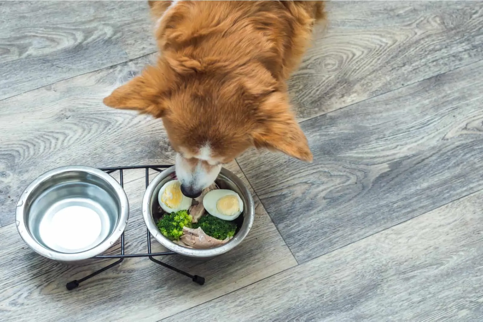 dog in the kitchen on the floor eats fresh natural food from a bowl