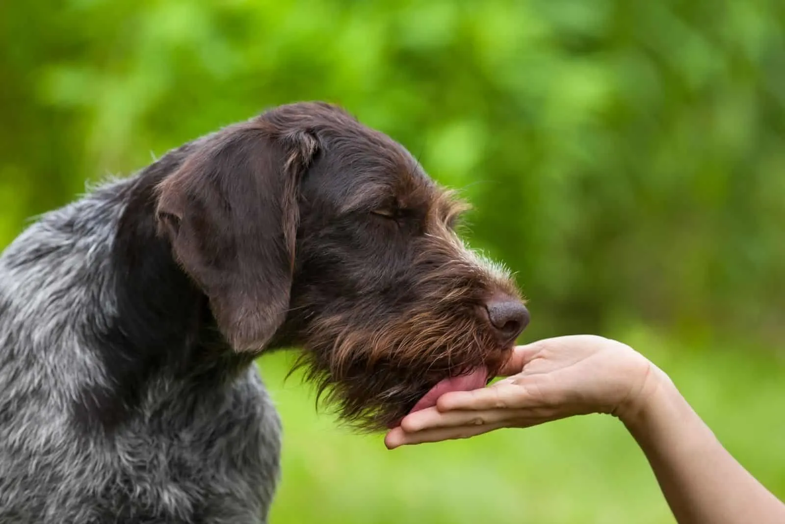 dog licking hand of a woman outdoors