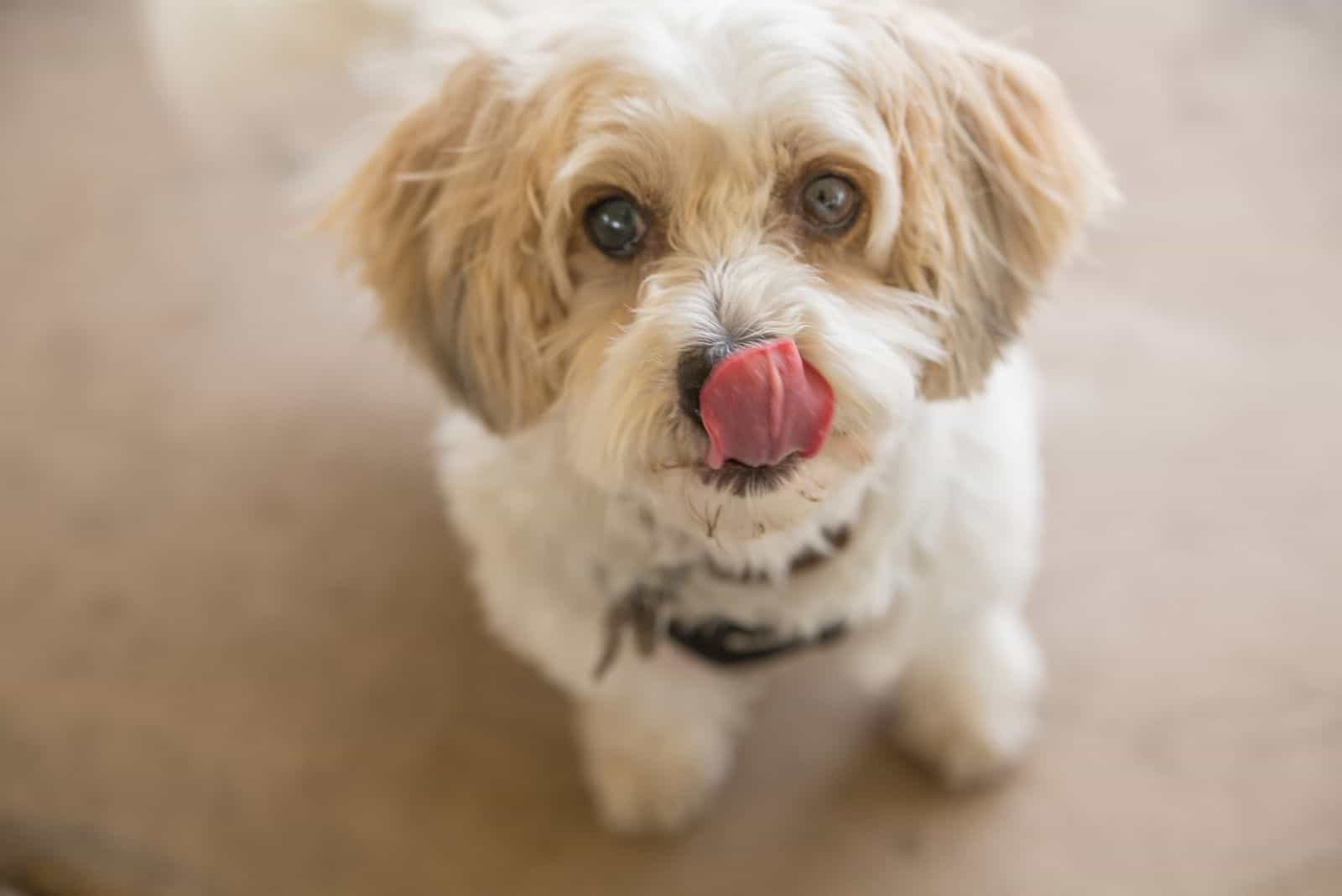 dog licking lips while looking up at the camera