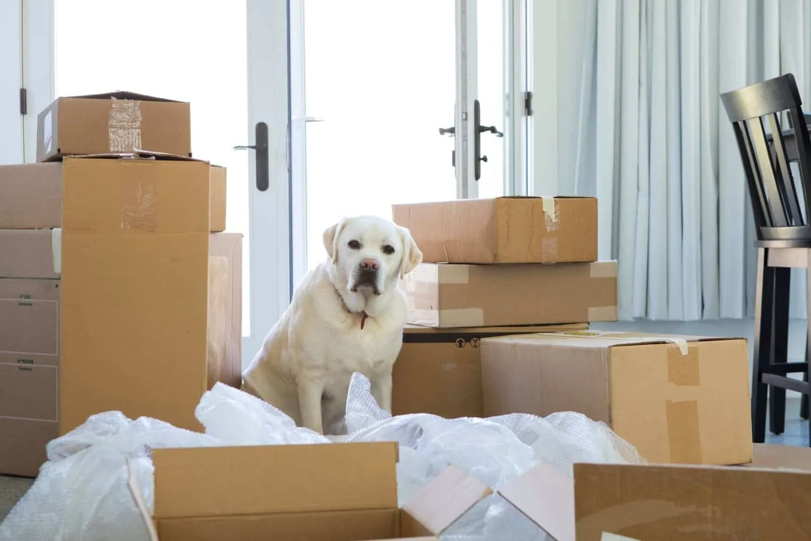 dog looking confused with the boxes for moving day