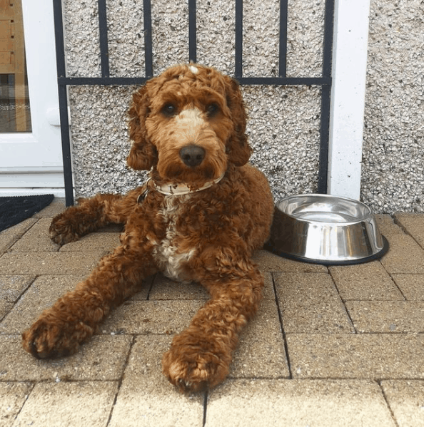 dog lying beside bowl