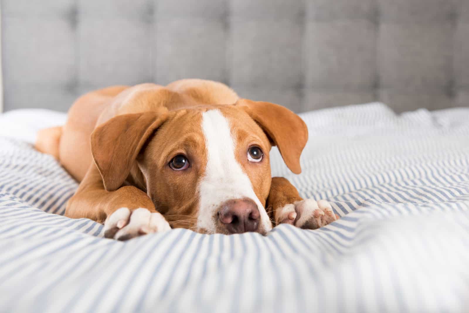 dog lying on bed