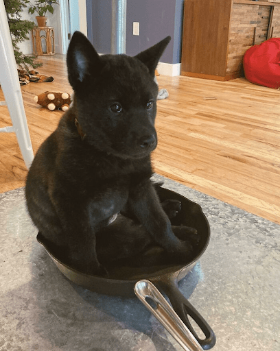 dog on the dish