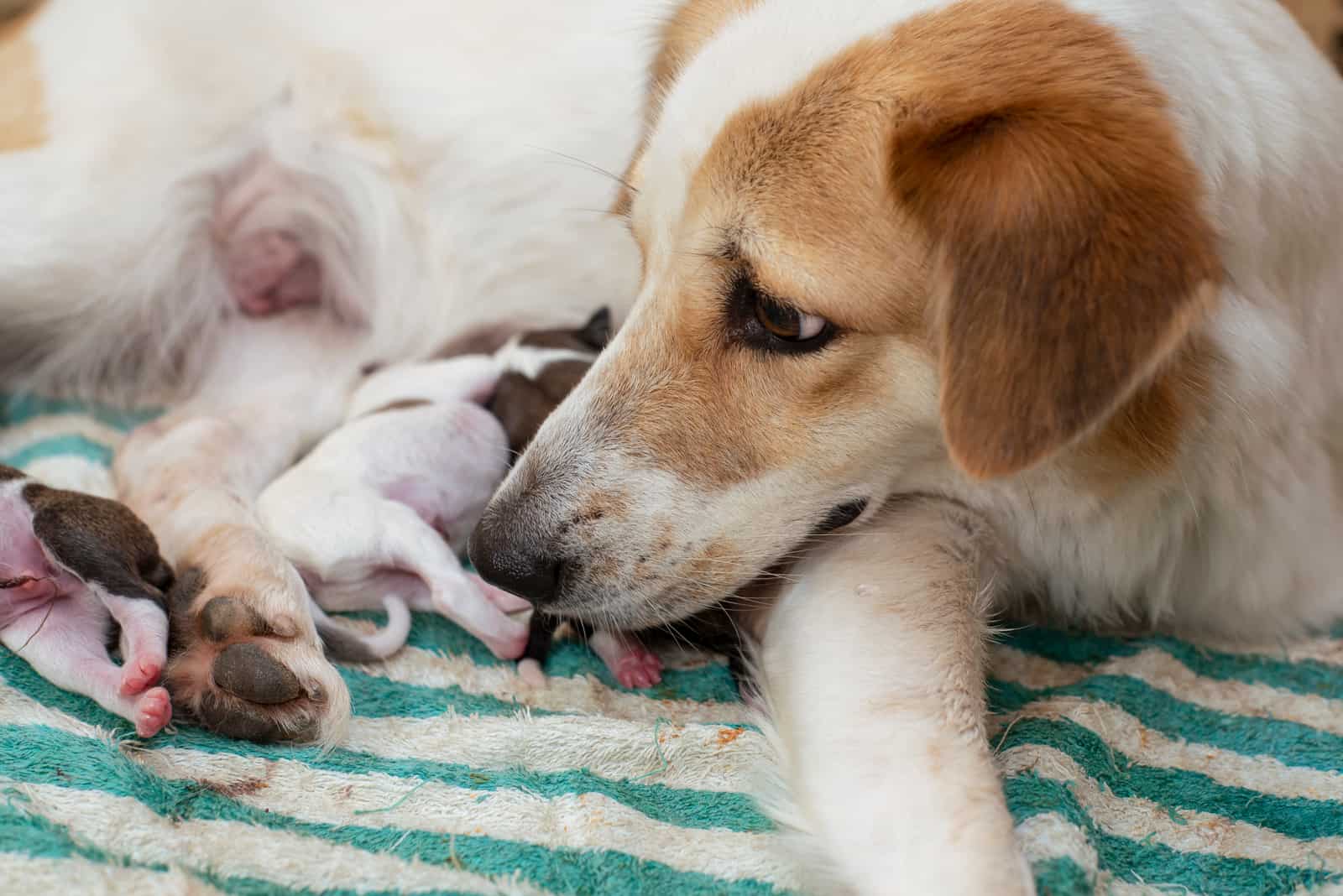 dog resting on a striped towel while her female puppies