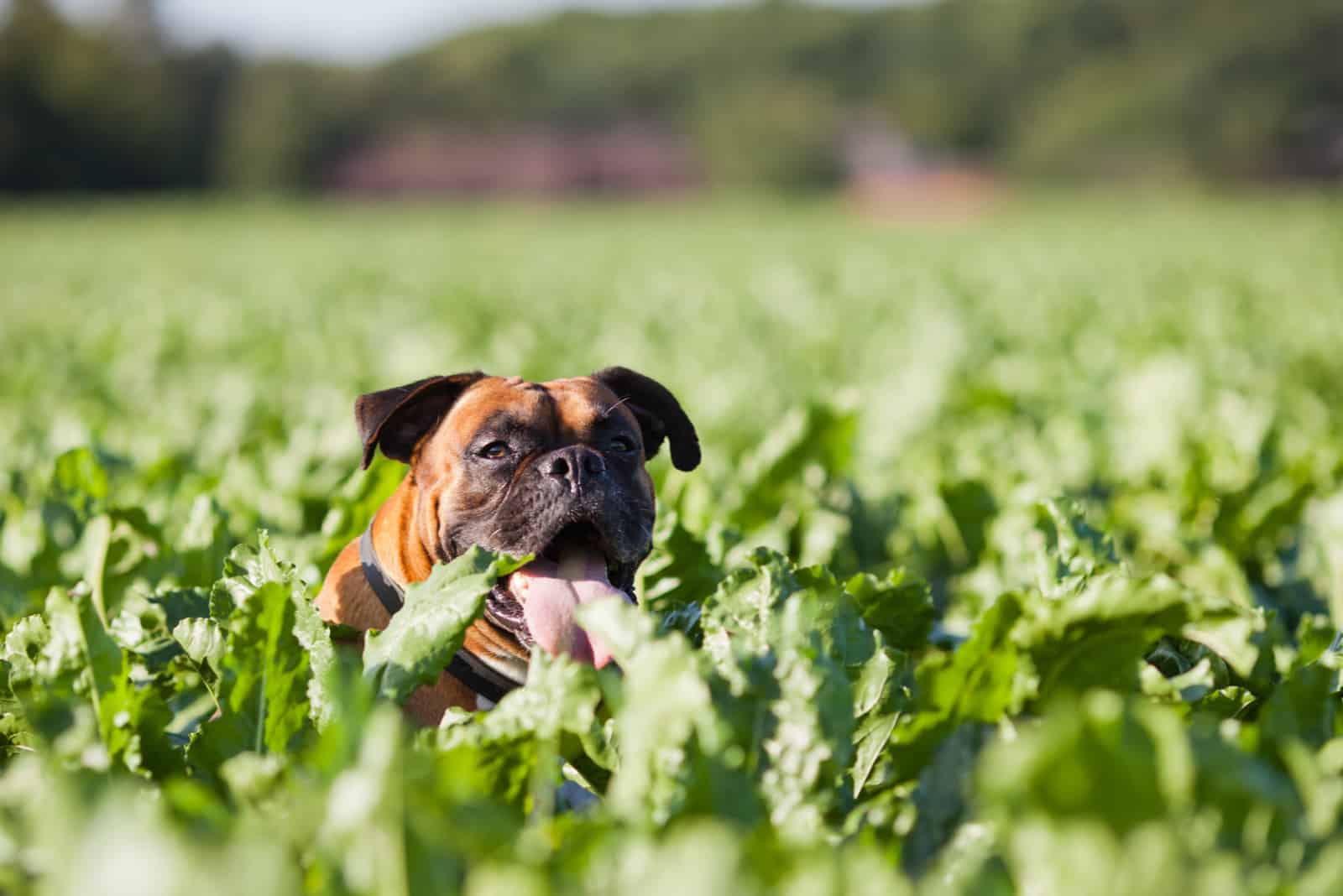 dog sits in a field of turnips