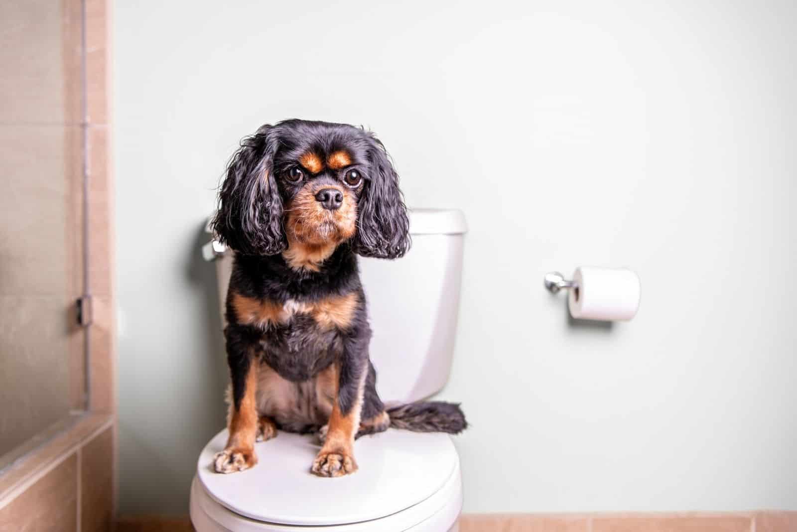 dog sitting on the toilet bowl with a toilet paper on the side