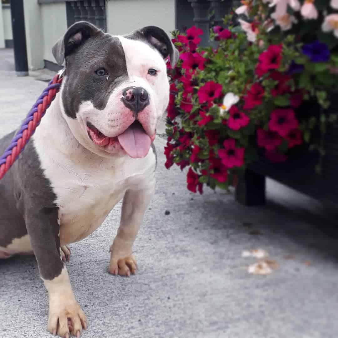 dog sitting outdoors by the flowers