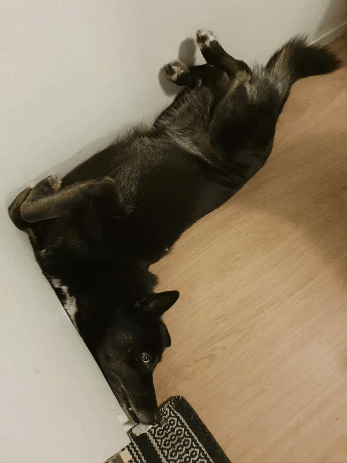 dog sleeping in the corner of room