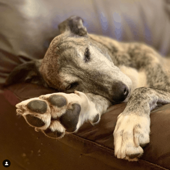 dog sleeping on couch