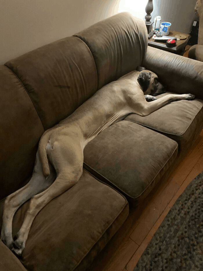 dog sleeping on sofa