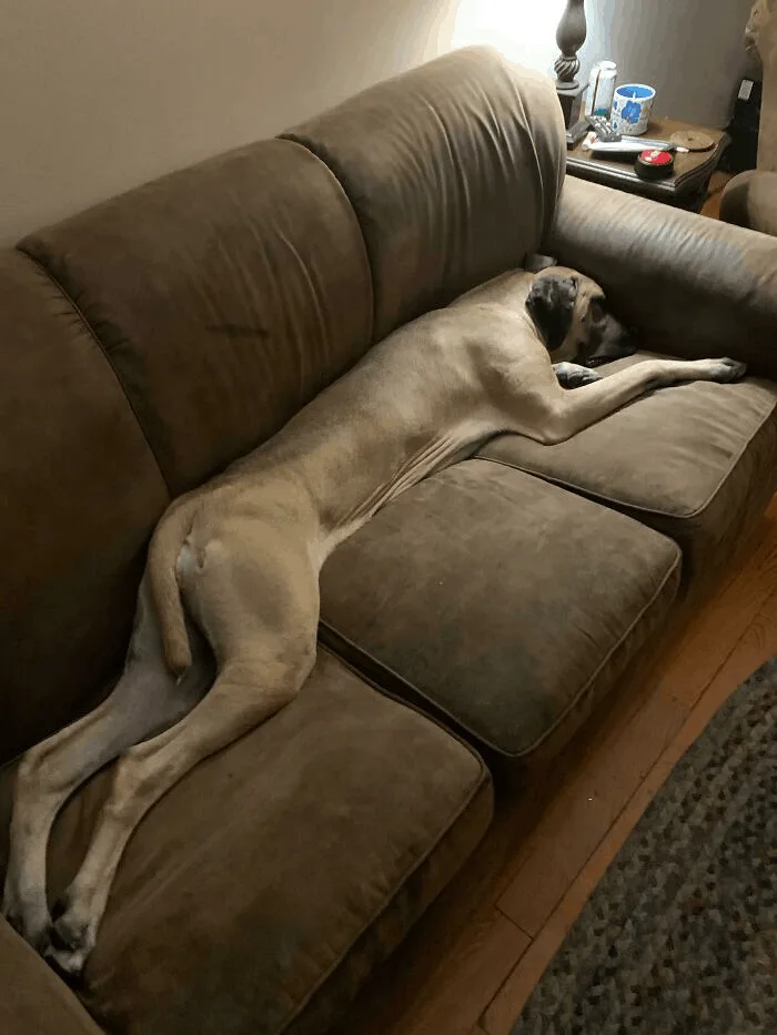 dog sleeping on sofa