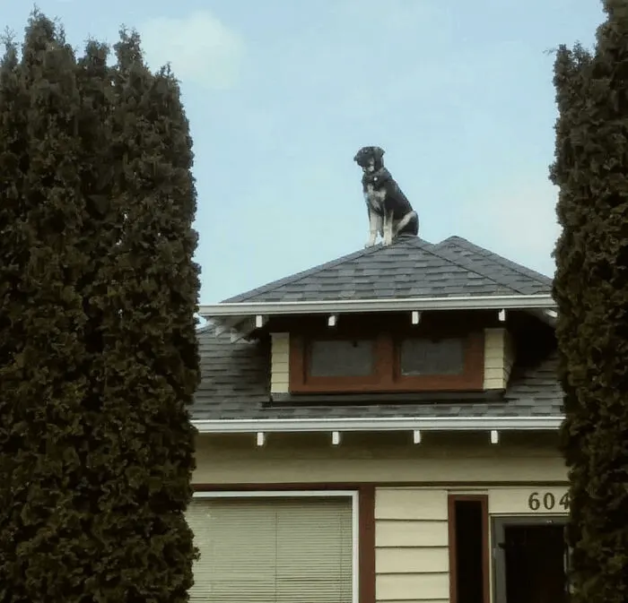 dog standing on a rooftop
