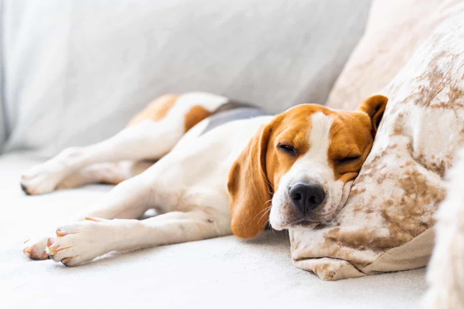 beagle dog tired sleeps on a cozy sofa