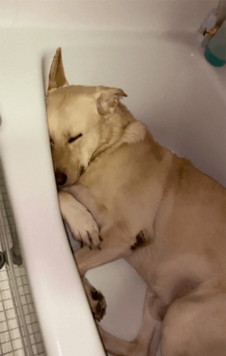 dog waiting for bath