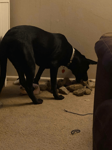 dog with strange rock obsession