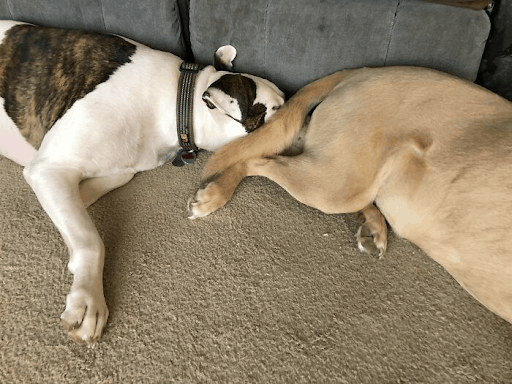 dogs sleeping